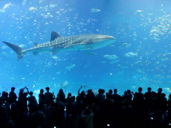 沖縄美ら海水族館の巨大な水槽の中を、雄大に泳ぐジンベエザメ
