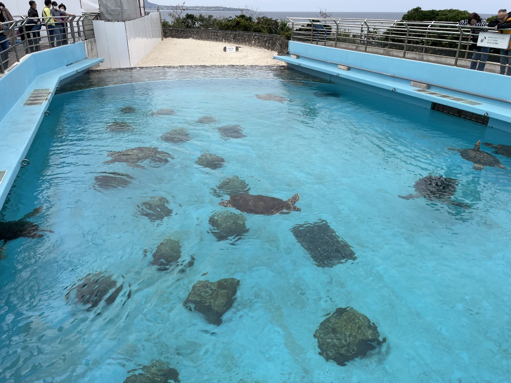 ウミガメ館を泳ぐウミガメ