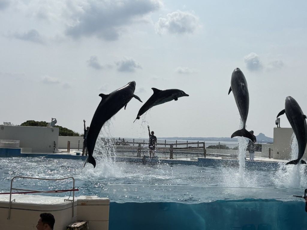 海洋博公園のオキちゃん劇場でジャンプするイルカ
